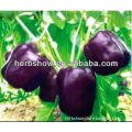 Red/Green/White/Yellow/Purple Sweet Pepper Seeds